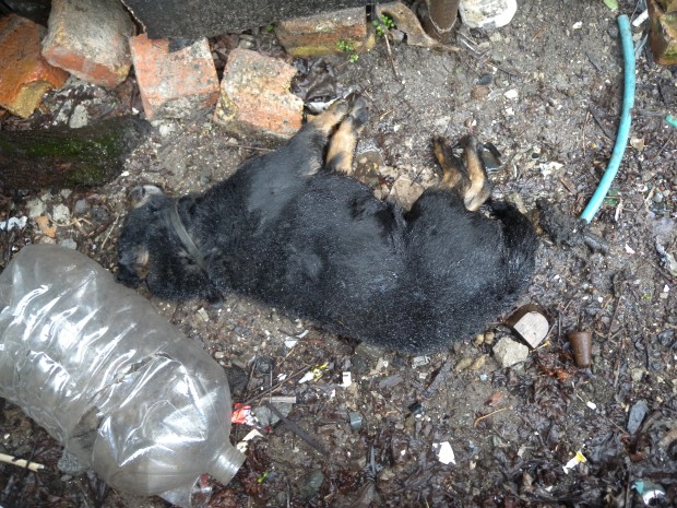 Бургазлия уби кучето на съседа си и се промъкна в