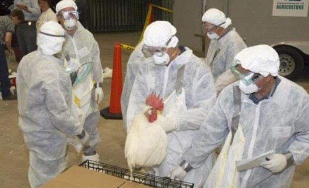 Високопатогенна инфлуенца тип H5N8 е открита в птицеферма за кокошки носачки