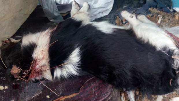 Burgas24 bg виж галерията
Ловджии избиват кучета във вилните зони край Бургас