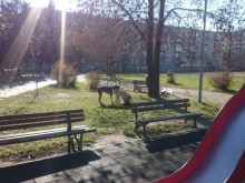 Тежки упреци към собствениците на кучета в Пловдив, поразиите са големи!