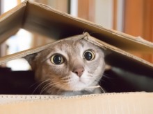 Котка стана герой, след като спаси стопаните си от пожар
