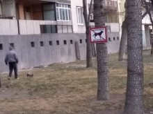 Пловдивчани, чистете след кучетата си! Инспекторите не могат да уловят "момента", за да глобяват