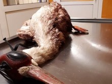 Простреляха щъркел, шансовете му за оцеляване са минимални!