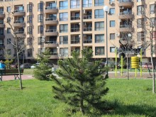 Нова мащабна залесителна акция в "Западен"