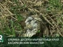 Десетки мъртви птици са открити край Басарбовския манастир