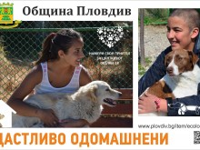 В Световния ден на бездомните животни - вземете си куче от общинския приют в Пловдив!