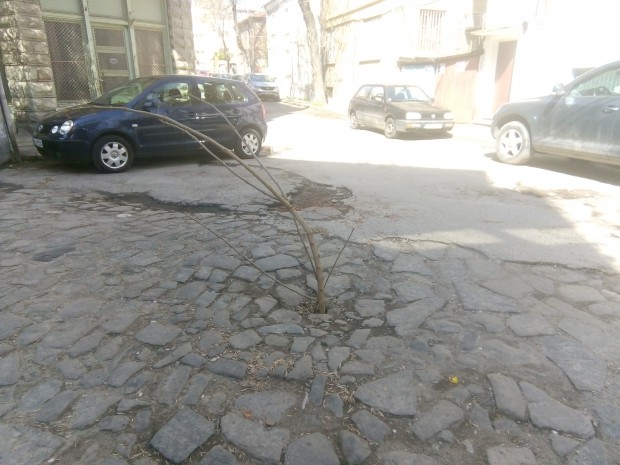 Дръвче изникна в средата на кръстовището на ул Генерал Скобелев