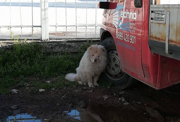 Търси се стопанинът на вероятно изгубено куче в Пловдив, научи