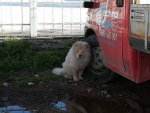 Изплашен! Помогнете му да намери своя стопанин
