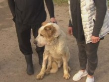 Двор на ужасите! Големи кучета алабай умират от глад и жажда