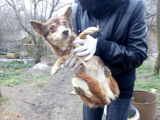 Нов концлагер за кучета е бил разбит край Варна научи Burgas24 bg  На