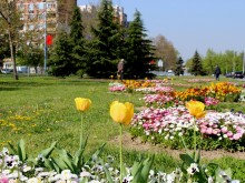 Нови иглолистни дръвчета разкрасиха "Цариградско шосе"
