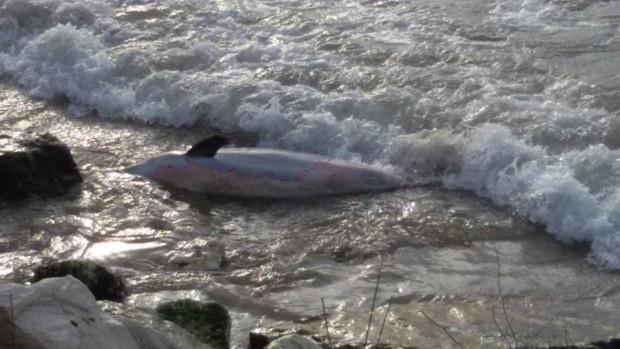 Варненец се натъкна на мъртъв делфин изхвърлен днес от морето