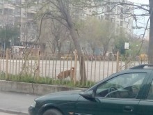 Пловдивчанка се притесни от онова, което видя в училищен двор