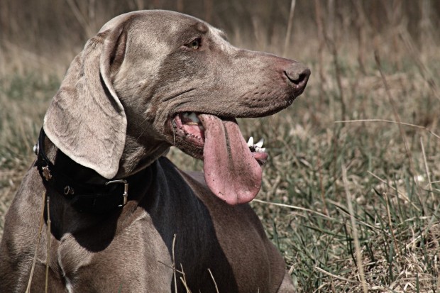 Собствениците на ловни кучета във Варна вече ще плащат годишна