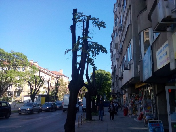Varna24 bg изпрати снимки на тотално окастрени дървета по бул Чаталджа