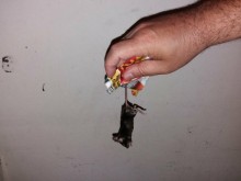 Орди полски мишки налазиха Пловдив