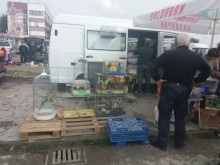 РИОСВ Пловдив реагира на сигнали за бедстващи птици