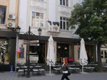 И това го нямаше в центъра на Пловдив - крава в естествен ръст върху заведение!