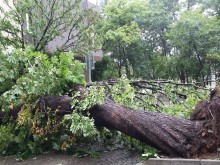 17 паднали дървета и над 30 сигнала след бурята в Пловдив