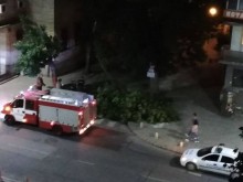 Пореден инцидент с паднало дърво в Пловдив