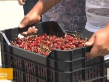 Черешопроизводители: Продукцията ще остане по дърветата