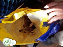 Изроди търгуват със сърненца, продават ги за 5 лева