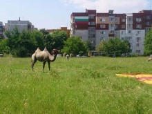 Камили в Пловдив? Да, възможно е!