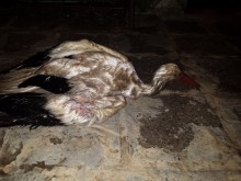 Гръм удари щъркелово гнездо! Хора с големи сърца спасиха две от малките