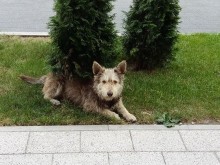 Някой виждал ли го е?
