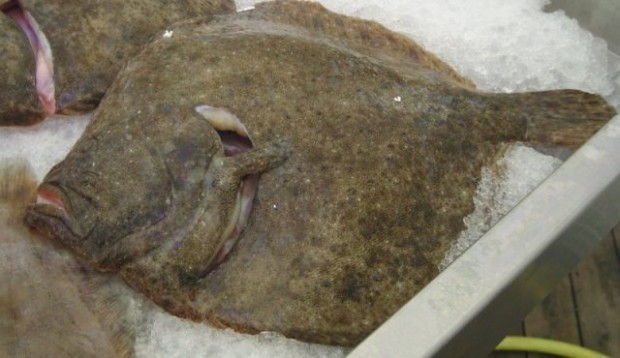 Инспектори на ИАРА конфискуваха близо 400 килограма калкан от риболовен