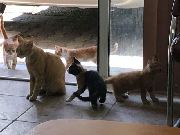  Котките на Веска се разхождат свободно по первазите на терасите