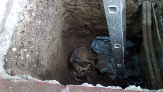 Varna24 bg от очевидци Бездомно куче е паднало в дълбок изкоп
