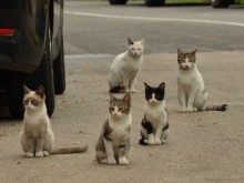 Из живота в Пловдив: Дама изуми с въжена хранилка за котки, козар тероризира съседи
