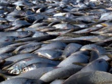 Прекомерният улов на риба продължава да опустошава Черно море