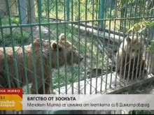Мечка избяга от клетката си в зоокъта в Димитровград