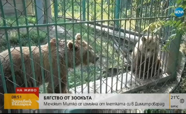 Мечка избяга от клетката си в зоокъта в Димитровград. Беглецът