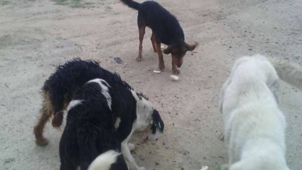 Над 40 кучета са били намерени за денонощие умъртвени по
