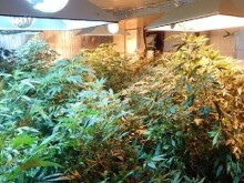В Холандия разрешиха отглеждане на канабис