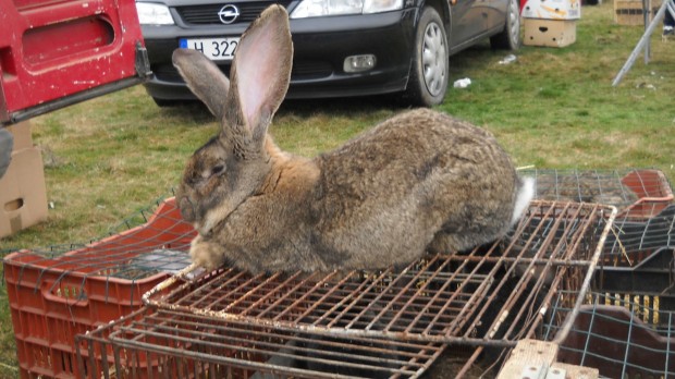 bTV
Разбиха нелегален пазар за животни във Варна Акцията на агенцията