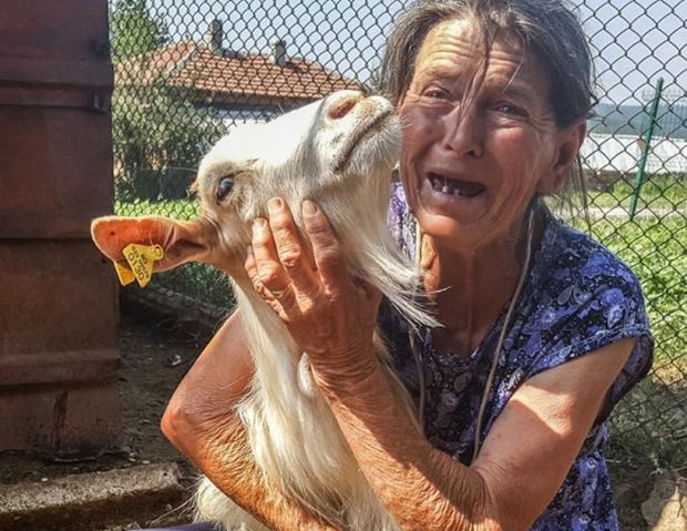Снимка на баба която държи коза и плаче в истинска