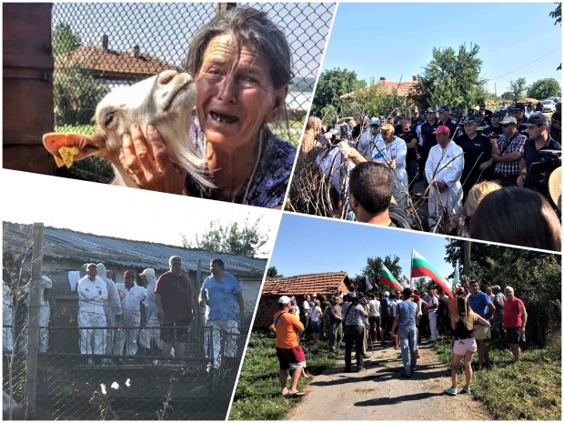 Брутални кадри от избиването на животни в странджанското село Шарково