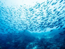 Цацата е единствената риба, незастрашена от изчезване в Черно море