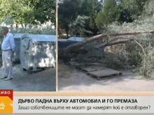 Семейство отиде на плаж, дърво падна върху колата им