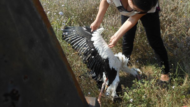 Експерти от РИОСВ – Пловдив спасиха 15 птици от защитени
