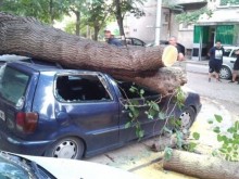 Дърво премаза коли в Пловдив!