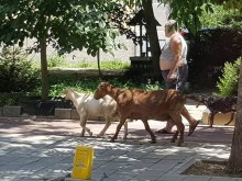 Снимка, публикувана в социална мрежа, предизвика бурни дискусии