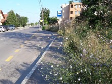 Читател: От тръни и треви не се вижда спирката на ул. "Остромила"