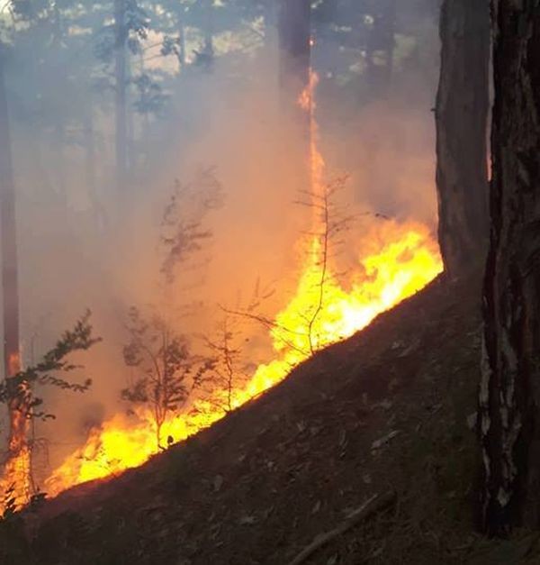 Над 50 декара горски масиви са обхванати от пожара започнал