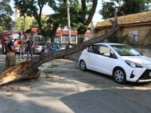 Дърво се стовари върху автомобил в Пловдив